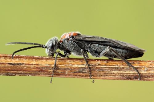 Réf. 247 756 : Dolerus vulneratus