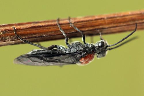 Réf. 247 757 : Dolerus vulneratus