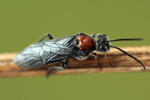 Réf. 247 758 : Dolerus vulneratus