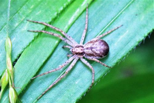 Philodromus dispar