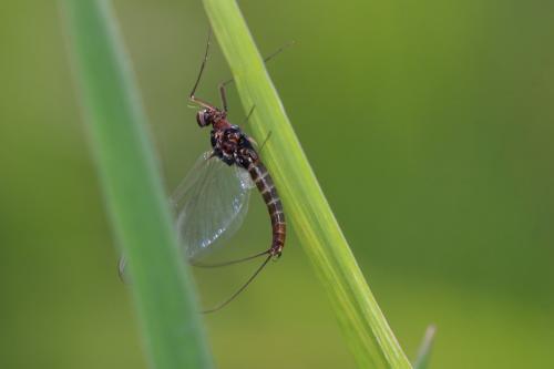 Baetis rhodani