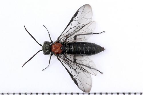 Réf. 247 759 : Dolerus vulneratus