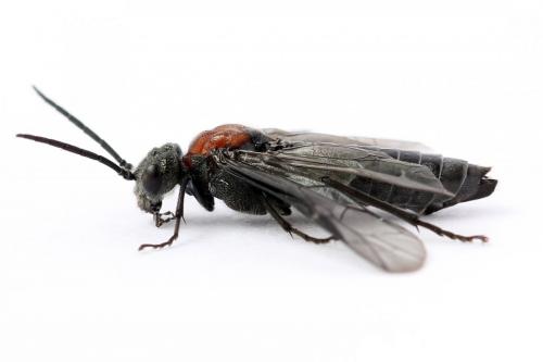Réf. 247 760 : Dolerus vulneratus