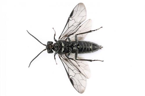 Réf. 247 761 : Dolerus vulneratus