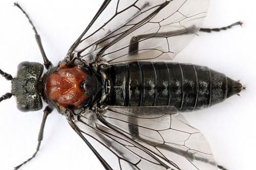 Réf. 247 762 : Dolerus vulneratus