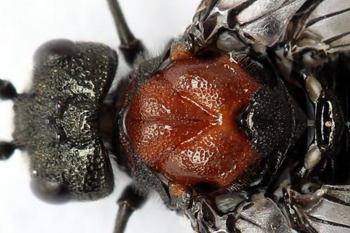 Réf. 247 763 : Dolerus vulneratus