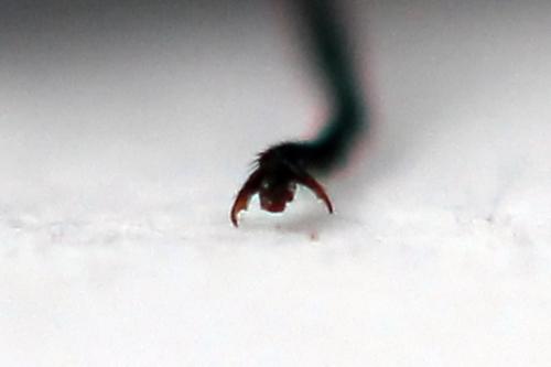 Réf. 247 764 : Dolerus vulneratus