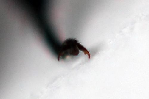 Réf. 247 765 : Dolerus vulneratus