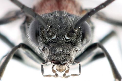 Réf. 247 766 : Dolerus vulneratus