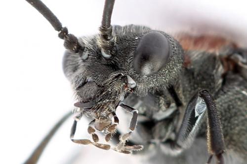 Réf. 247 767 : Dolerus vulneratus