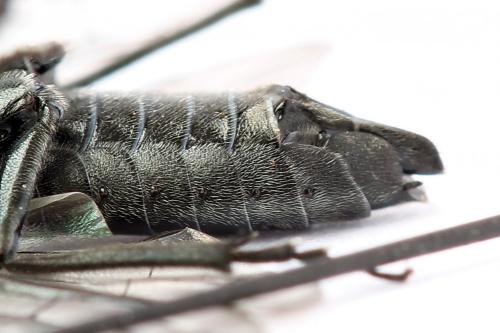 Réf. 247 769 : Dolerus vulneratus
