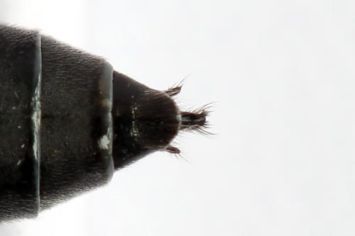 Réf. 247 770 : Dolerus vulneratus
