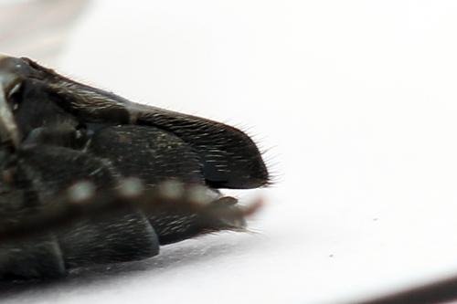 Réf. 247 771 : Dolerus vulneratus