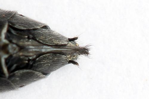Réf. 247 772 : Dolerus vulneratus