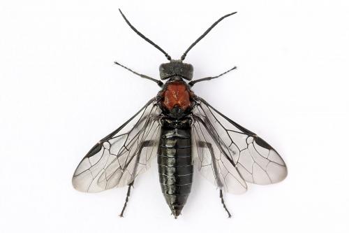 Réf. 247 775 : Dolerus vulneratus