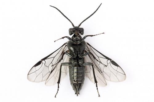 Réf. 247 776 : Dolerus vulneratus