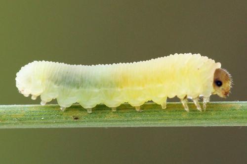 Réf. 247 592 : Athalia cordata