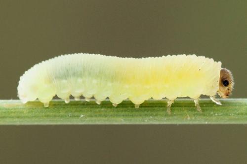 Réf. 247 593 : Athalia cordata