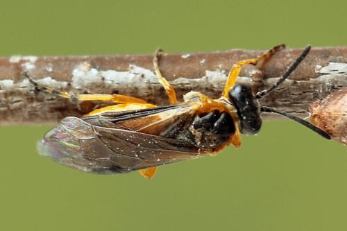 Réf. 247 599 : Athalia cordata