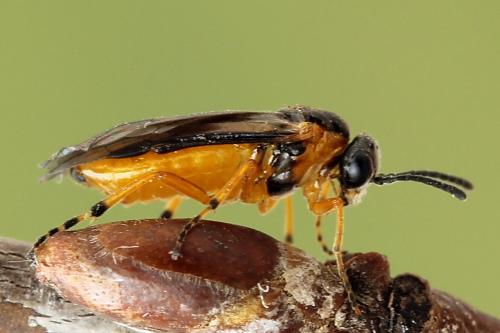 Réf. 247 600 : Athalia cordata
