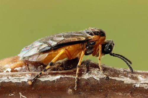 Réf. 247 601 : Athalia cordata