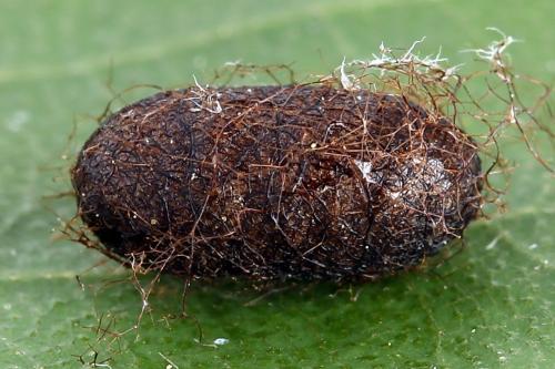 Réf. 247 805 : Pristiphora alpestris