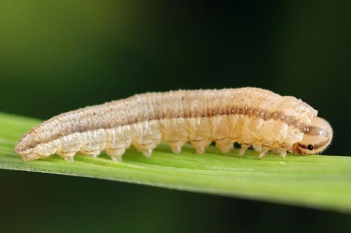Réf. 247 905 : Tenthredopsis tessellata