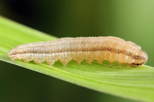 Réf. 247 906 : Tenthredopsis tessellata