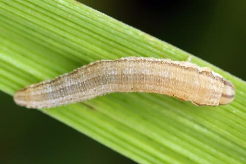Réf. 247 907 : Tenthredopsis tessellata