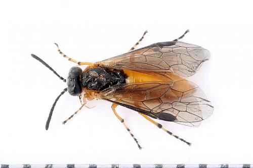 Réf. 247 602 : Athalia cordata