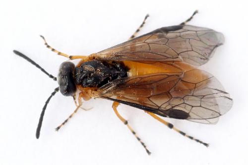 Réf. 247 603 : Athalia cordata