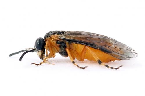 Réf. 247 604 : Athalia cordata