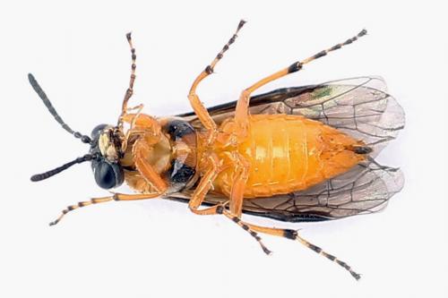 Réf. 247 605 : Athalia cordata