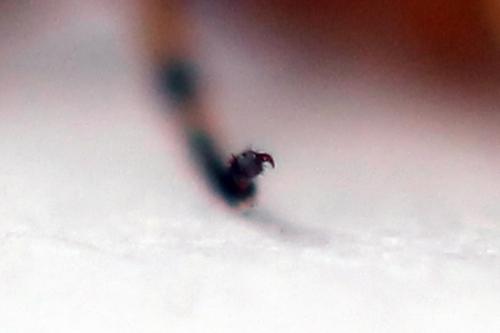 Athalia cordata
