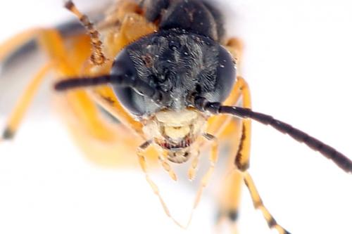 Athalia cordata