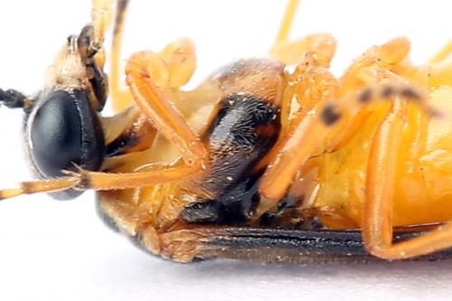 Réf. 247 610 : Athalia cordata