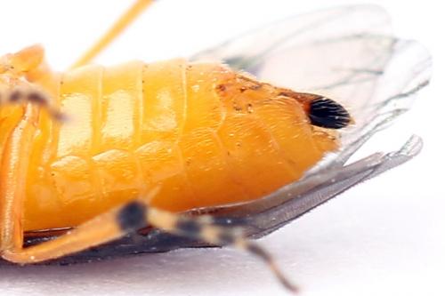 Réf. 247 611 : Athalia cordata