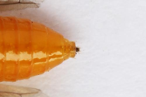Athalia cordata