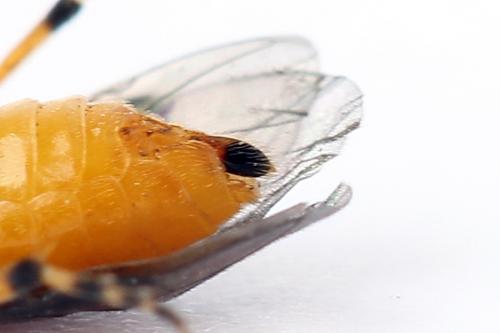 Réf. 247 613 : Athalia cordata