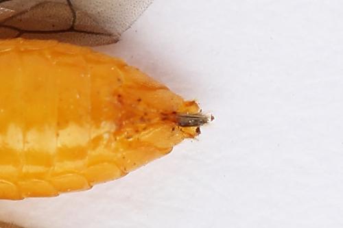 Réf. 247 614 : Athalia cordata