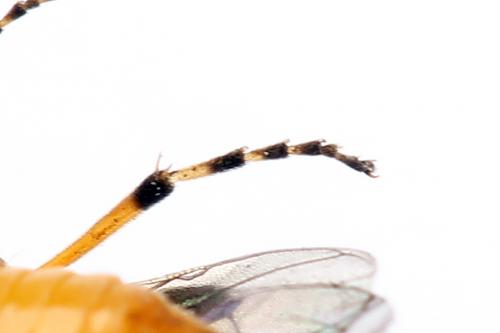 Athalia cordata