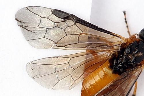 Réf. 247 616 : Athalia cordata