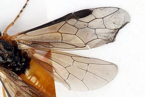 Athalia cordata