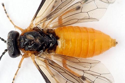 Réf. 247 618 : Athalia cordata