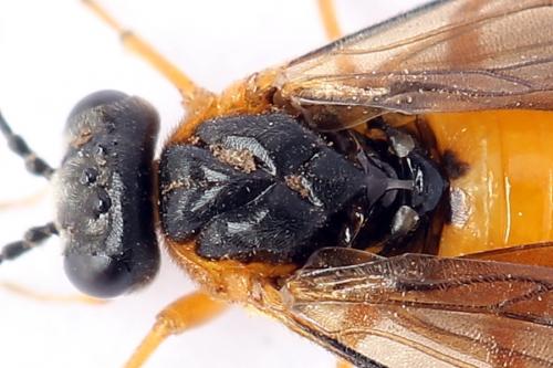 Réf. 247 619 : Athalia cordata