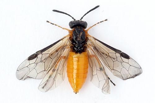 Athalia cordata