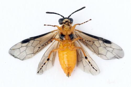 Athalia cordata