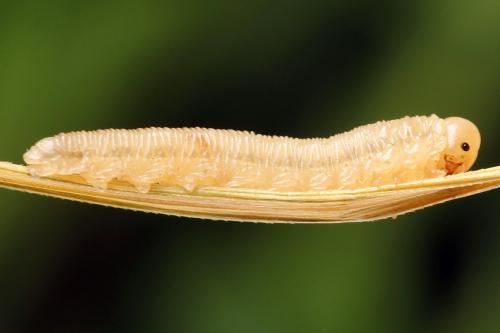 Réf. 247 908 : Tenthredopsis tessellata