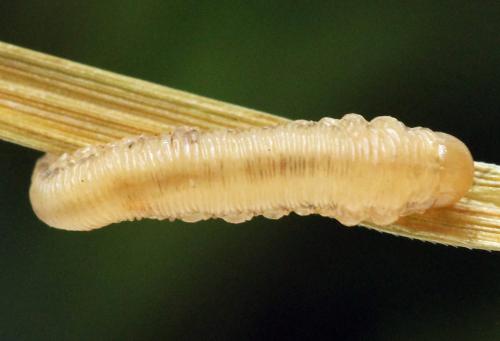 Réf. 247 909 : Tenthredopsis tessellata