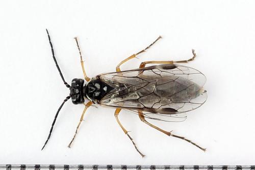 Réf. 247 883 : Tenthredopsis tessellata